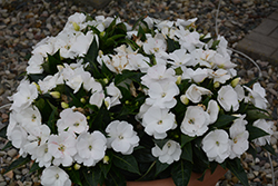Painted Select Cabano White New Guinea Impatiens (Impatiens hawkeri 'Paradise Select Cabano White') at Stonegate Gardens