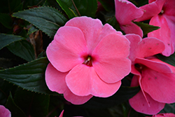 Painted Select Light Rose New Guinea Impatiens (Impatiens hawkeri 'Paradise Select Light Rose') at Stonegate Gardens