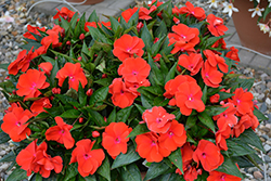 Magnum Red Flame New Guinea Impatiens (Impatiens 'Magnum Red Flame') at A Very Successful Garden Center