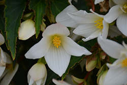 Beauvilia White Begonia (Begonia boliviensis 'Beauvilia White') at Stonegate Gardens