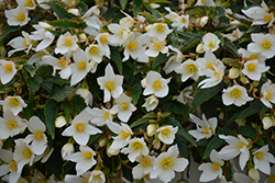 Beauvilia White Begonia (Begonia boliviensis 'Beauvilia White') at Stonegate Gardens