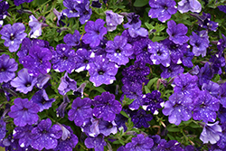 Headliner Night Sky Petunia (Petunia 'KLEPH15313') at Lakeshore Garden Centres