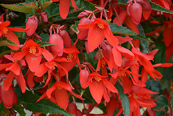 Waterfall Encanto Red Begonia (Begonia boliviensis 'Encanto Red') at Stonegate Gardens