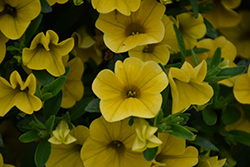 MiniFamous Uno Yellow Calibrachoa (Calibrachoa 'KLECA17003') at Stonegate Gardens