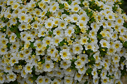 MiniFamous Neo White + Yellow Eye Calibrachoa (Calibrachoa 'KLECA16314') at Stonegate Gardens
