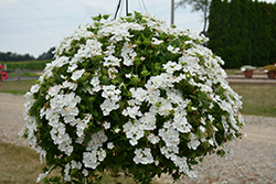 Cadet Upright White Verbena (Verbena 'Balcadite') at A Very Successful Garden Center
