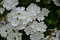 Cadet Upright White Verbena (Verbena 'Balcadite') at Lakeshore Garden Centres