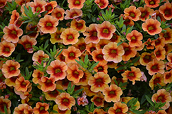 MiniFamous Neo Orange + Red Eye Calibrachoa (Calibrachoa 'KLECA16334') at Stonegate Gardens