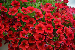 MiniFamous Uno Red Calibrachoa (Calibrachoa 'KLECA17038') at Stonegate Gardens