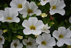 MiniFamous Uno White Calibrachoa (Calibrachoa 'KLECA17002') at Stonegate Gardens