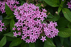 Lucky Star Lavender Star Flower (Pentas lanceolata 'PAS1096474') at Stonegate Gardens