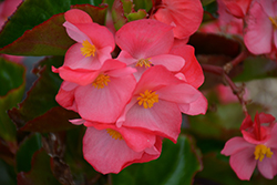 Megawatt Rose Green Leaf Begonia (Begonia 'Megawatt Rose Green Leaf') at Lakeshore Garden Centres