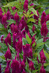 First Flame Purple Celosia (Celosia 'PAS1295065') at Stonegate Gardens