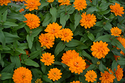 Zahara Double Bright Orange Zinnia (Zinnia 'Zahara Double Bright Orange') at Stonegate Gardens