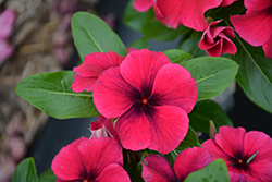 Tattoo Black Cherry Vinca (Catharanthus roseus 'PAS1192838') at Lakeshore Garden Centres