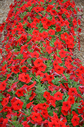 Easy Wave Red Petunia (Petunia 'Easy Wave Red') at Lakeshore Garden Centres