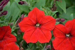 Easy Wave Red Petunia (Petunia 'Easy Wave Red') at Stonegate Gardens