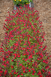 Mirage Cherry Red Autumn Sage (Salvia greggii 'Balmircher') at Stonegate Gardens