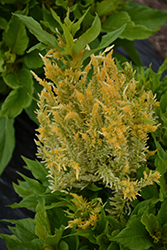 Kelos Fire Yellow Celosia (Celosia plumosa 'Kelos Fire Yellow') at Stonegate Gardens