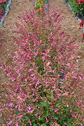 Skyscraper Pink Salvia (Salvia 'HYBSV16017') at Stonegate Gardens