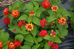 Havana Red Sky Lantana (Lantana 'Havana Red Sky') at Lakeshore Garden Centres