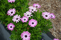 Sunny Violet Halo African Daisy (Osteospermum 'Sunny Violet Halo') at Stonegate Gardens