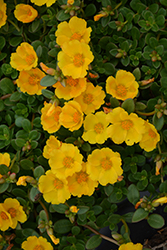Cupcake Upright Lemon Zest Portulaca (Portulaca grandiflora 'Cupcake Upright Lemon Zest') at Lakeshore Garden Centres