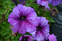 Success! 360 Purple Vein Petunia (Petunia 'Success! 360 Purple Vein') at Stonegate Gardens