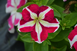 Success! HD Rose Star Petunia (Petunia 'Success! HD Rose Star') at Stonegate Gardens