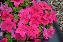 Success! HD Pink Petunia (Petunia 'Success! HD Pink') at Stonegate Gardens