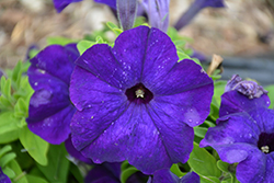 Success! HD Blue Petunia (Petunia 'Success! HD Blue') at Stonegate Gardens