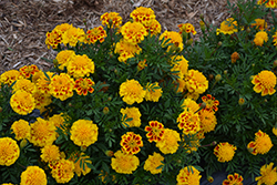 Super Hero Yellow Bee Marigold (Tagetes patula 'Super Hero Yellow Bee') at Stonegate Gardens