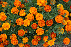 Super Hero Orange Flame Marigold (Tagetes patula 'Super Hero Orange Flame') at Stonegate Gardens