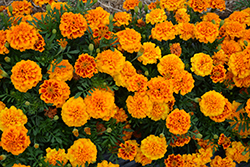 Super Hero Orange Bee Marigold (Tagetes patula 'Super Hero Orange Bee') at Stonegate Gardens