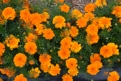Super Hero Orange Marigold (Tagetes patula 'Super Hero Orange') at Stonegate Gardens