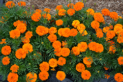 Super Hero Deep Orange Marigold (Tagetes patula 'Super Hero Deep Orange') at Stonegate Gardens