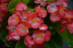 Sprint Plus Blush Begonia (Begonia 'Sprint Plus Blush') at Stonegate Gardens
