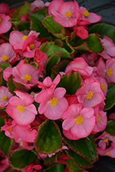 Sprint Plus Rose Begonia (Begonia 'Sprint Plus Rose') at Stonegate Gardens