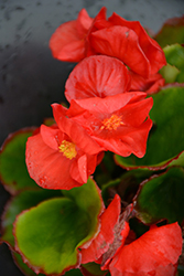 Sprint Plus Red Begonia (Begonia 'Sprint Plus Red') at Stonegate Gardens