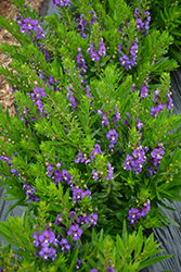 Adessa Blue Angelonia (Angelonia angustifolia 'Adessa Blue') at Stonegate Gardens