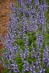 Farina Arctic Blue Salvia (Salvia farinacea 'Farina Arctic Blue') at Stonegate Gardens