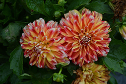 Lubega Power Tricolor Dahlia (Dahlia 'Lubega Power Tricolor') at Lakeshore Garden Centres