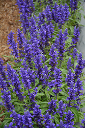 Farina Blue Salvia (Salvia farinacea 'Farina Blue') at Stonegate Gardens