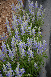 Farina Bicolor Blue Salvia (Salvia farinacea 'Farina Bicolor Blue') at Stonegate Gardens