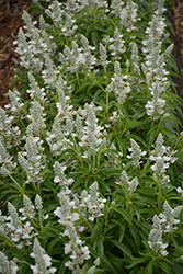Farina White Salvia (Salvia farinacea 'Farina White') at Stonegate Gardens