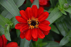 Profusion Red Zinnia (Zinnia 'Profusion Red') at Stonegate Gardens