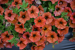 SuperCal Premium Cinnamon Petchoa (Petchoa 'SAKPXC021') at Lakeshore Garden Centres