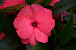 Magnum Hot Pink New Guinea Impatiens (Impatiens 'Magnum Hot Pink') at Stonegate Gardens