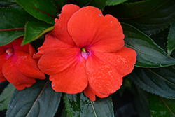 Magnum Red Flame New Guinea Impatiens (Impatiens 'Magnum Red Flame') at A Very Successful Garden Center