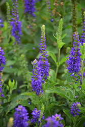 Ronica Blue Speedwell (Veronica 'Ronica Blue') at Stonegate Gardens